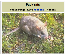 Pack rat